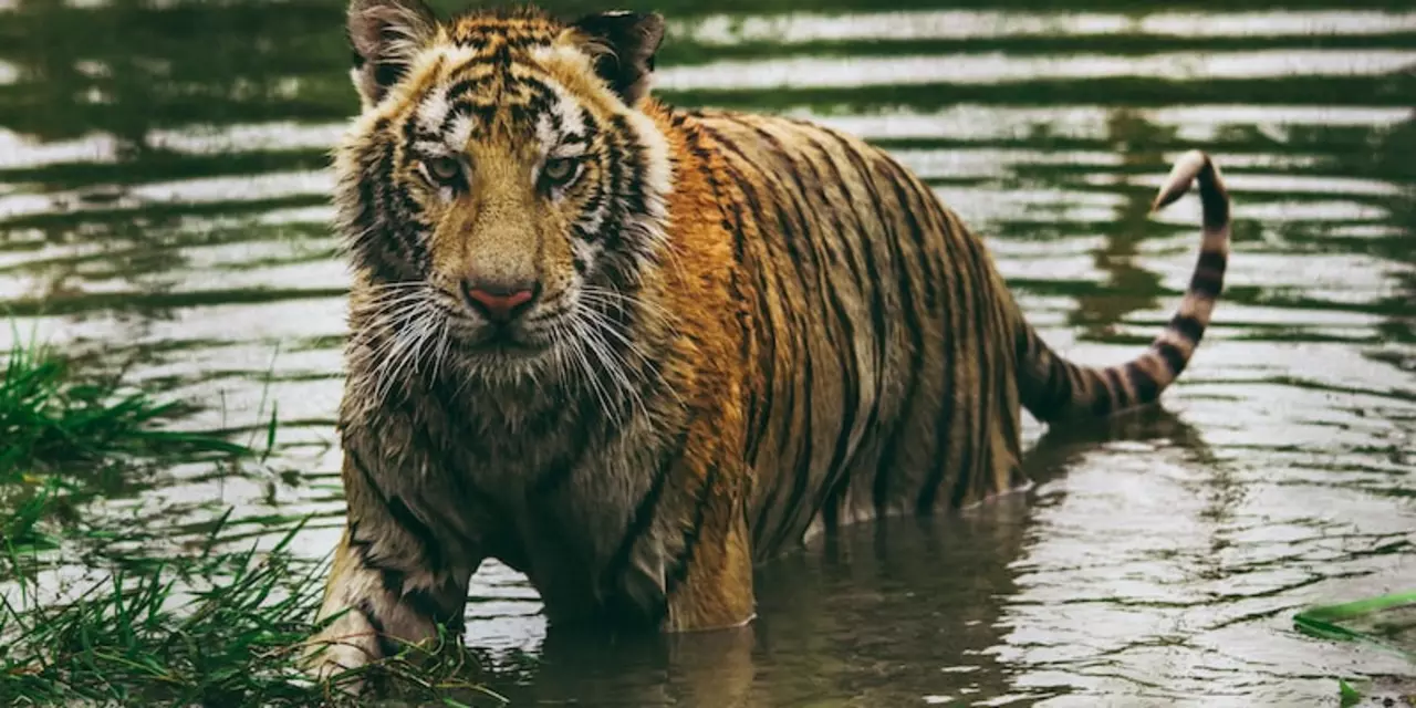 टाइगर की जिंदगी कितनी लंबी होती है?